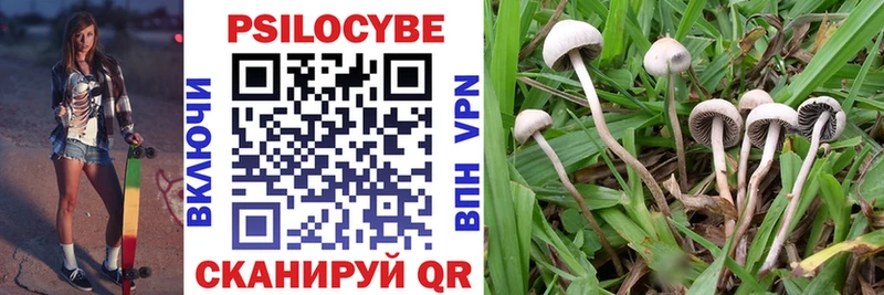Галлюциногенные грибы Psilocybe Шатура